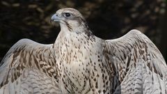 GERFALKE beim Sonnenbaden