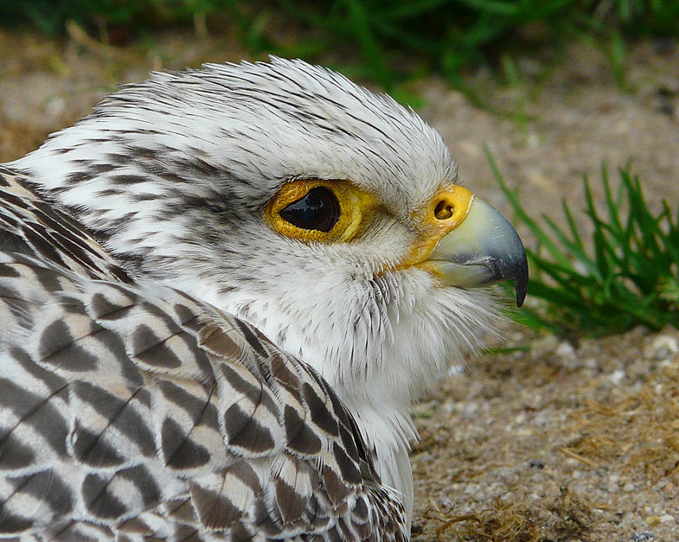 Gerfalke