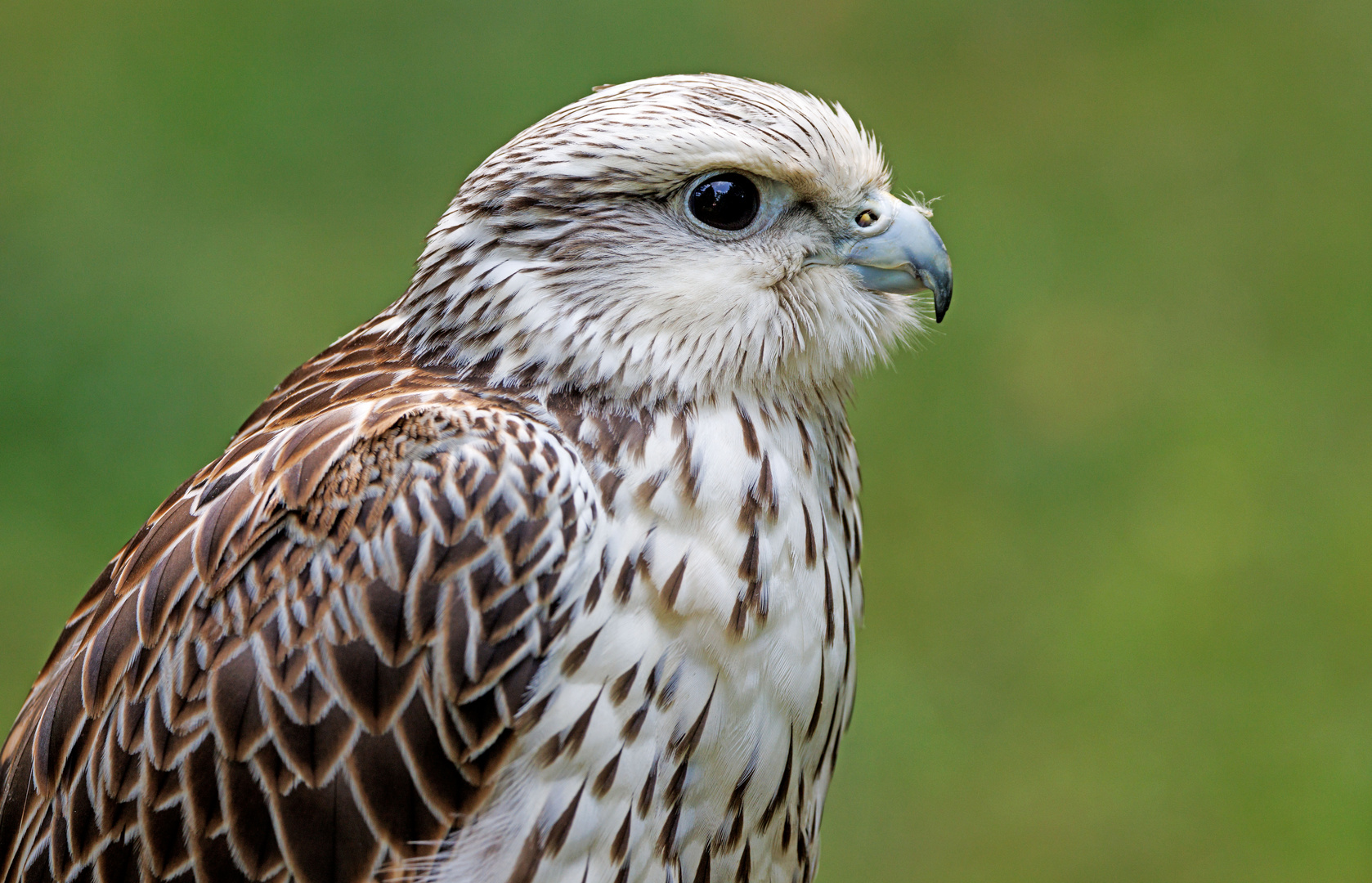 Gerfalke