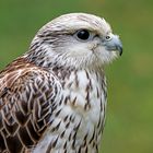 Gerfalke