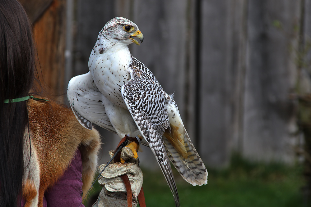 Gerfalke