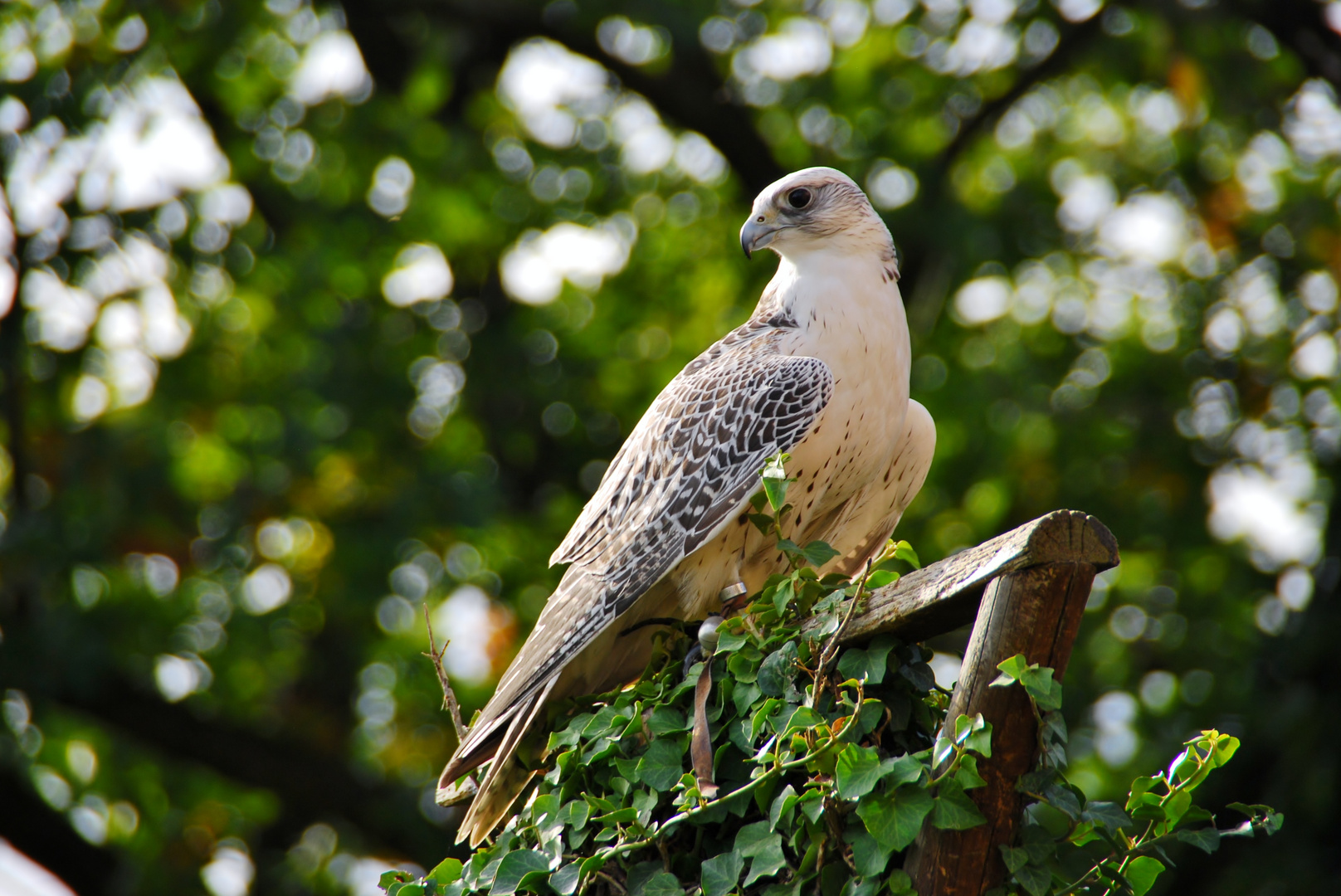 Gerfalke