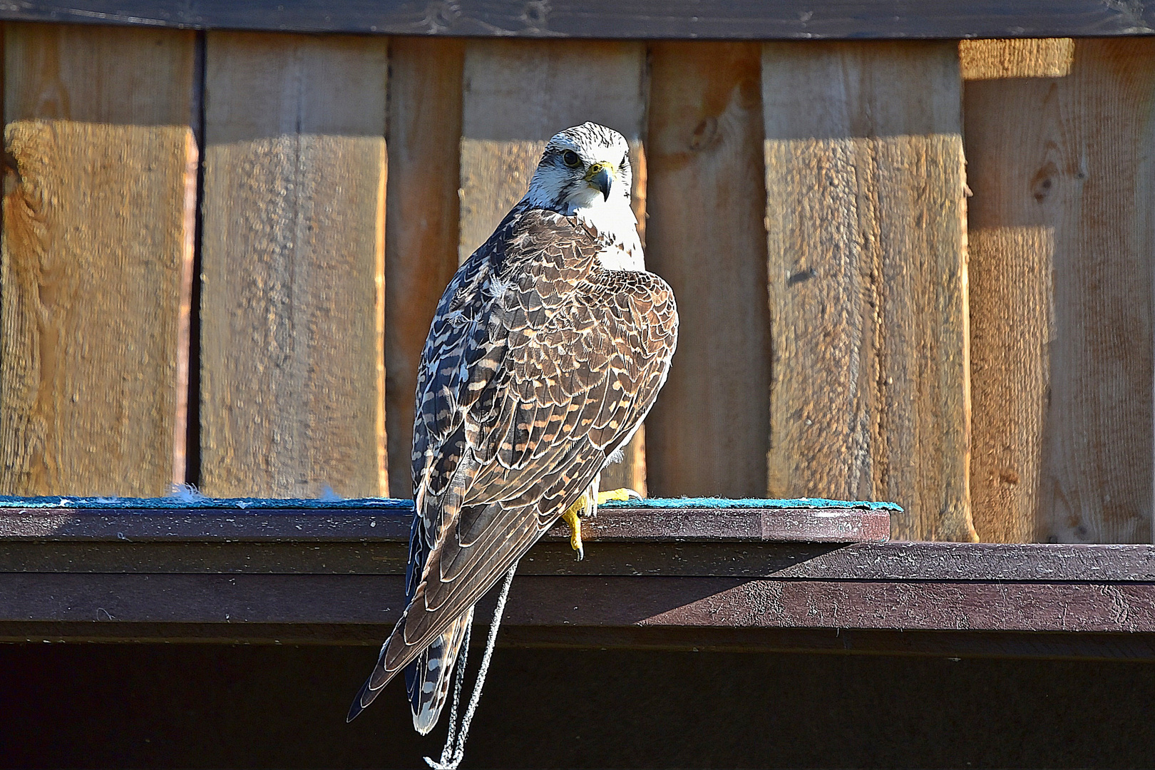 Gerfalke (Falco rusticolus)