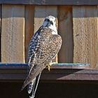 Gerfalke (Falco rusticolus)