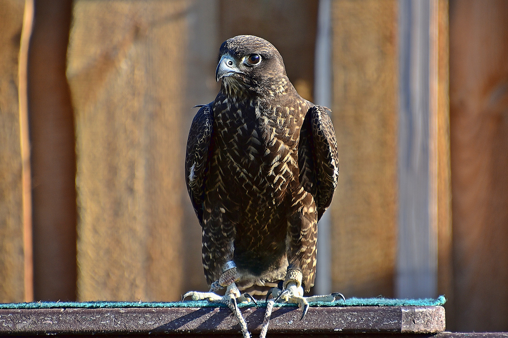 Gerfalke (Falco rusticolus)