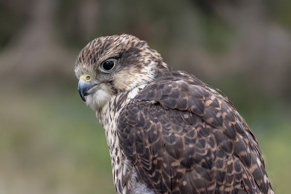 Gerfalke (Falco rusticolus) 