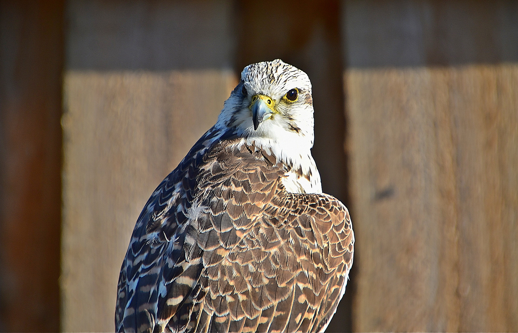 Gerfalke (Falco rusticolus)