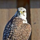 Gerfalke (Falco rusticolus)