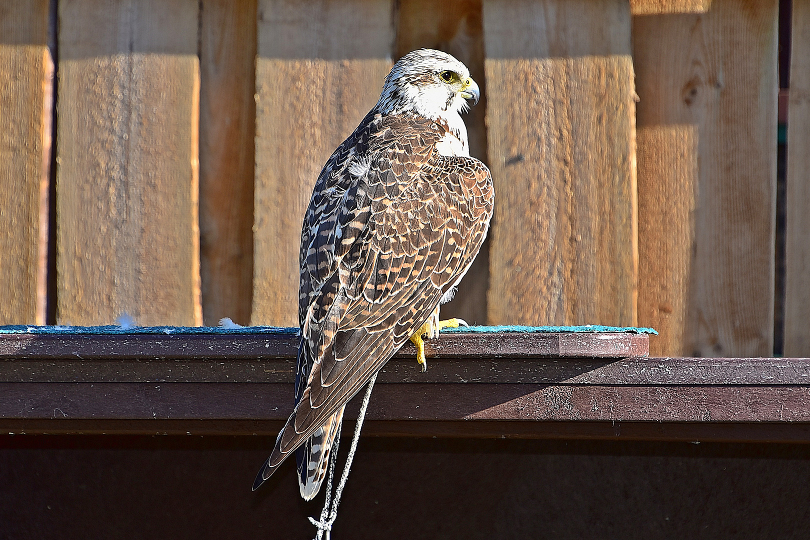 Gerfalke (Falco rusticolus)