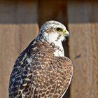 Gerfalke (Falco rusticolus)