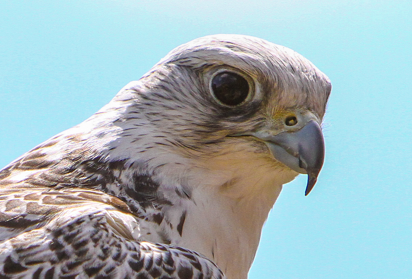 Gerfalke (Falco rusticolus) sucht...