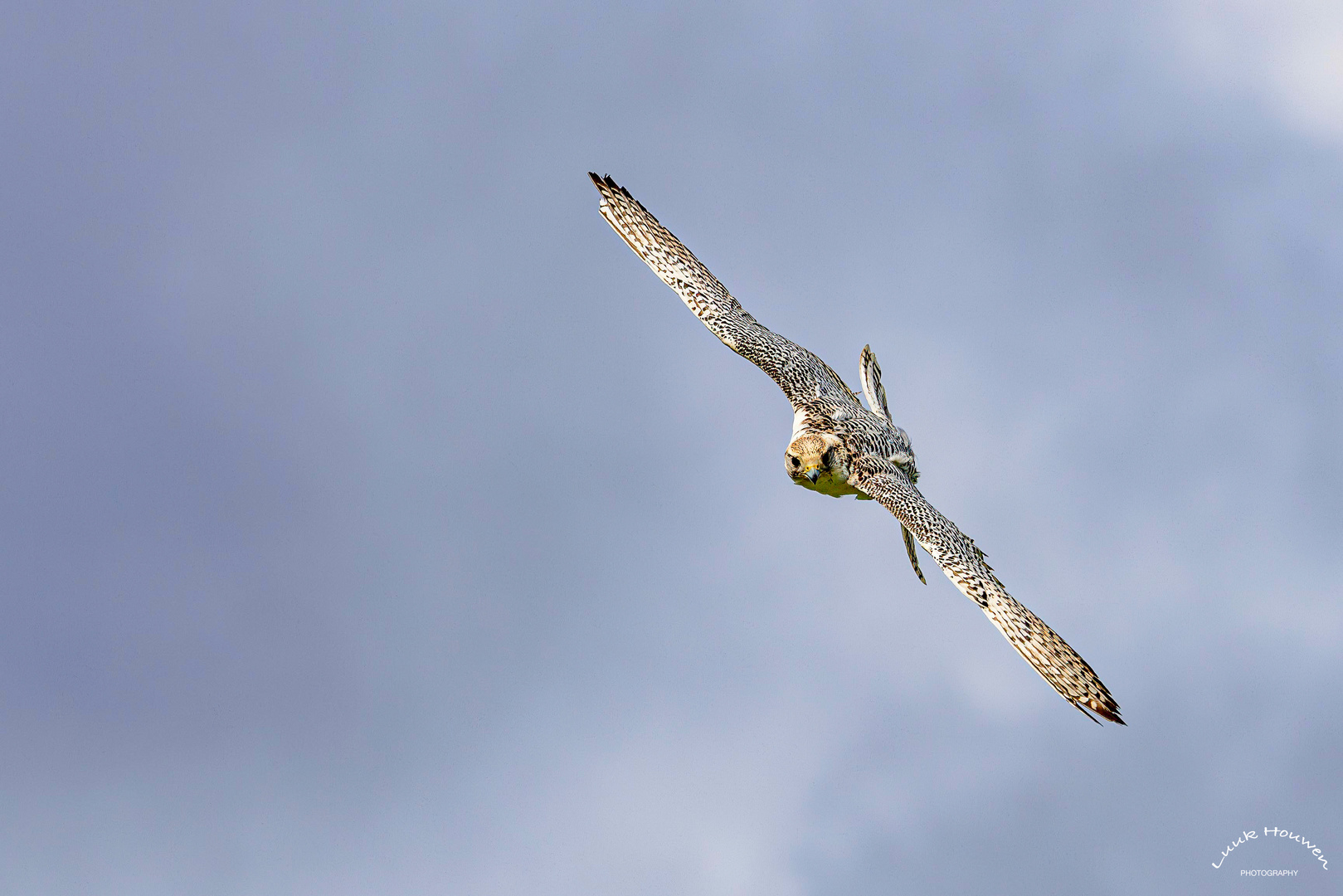 Gerfalke im Flug / Gyrfalcon in flight