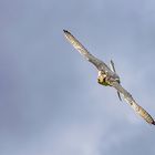 Gerfalke im Flug / Gyrfalcon in flight