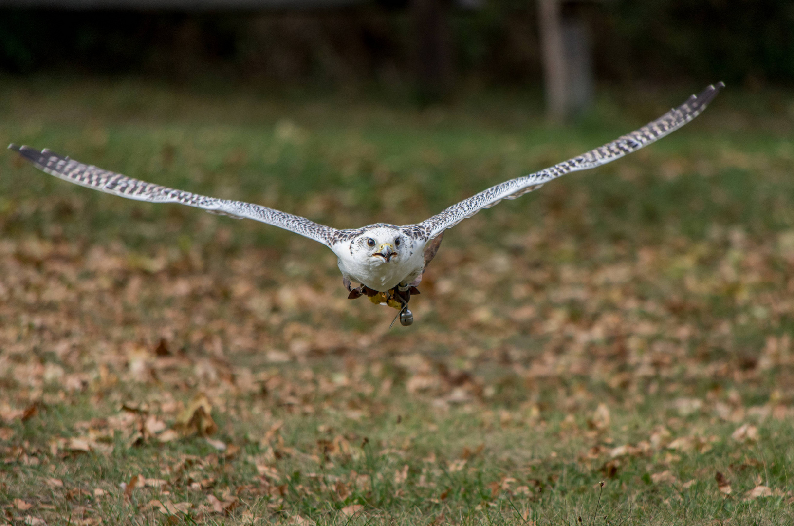 Gerfalke in der Falknerei Kranichfeld