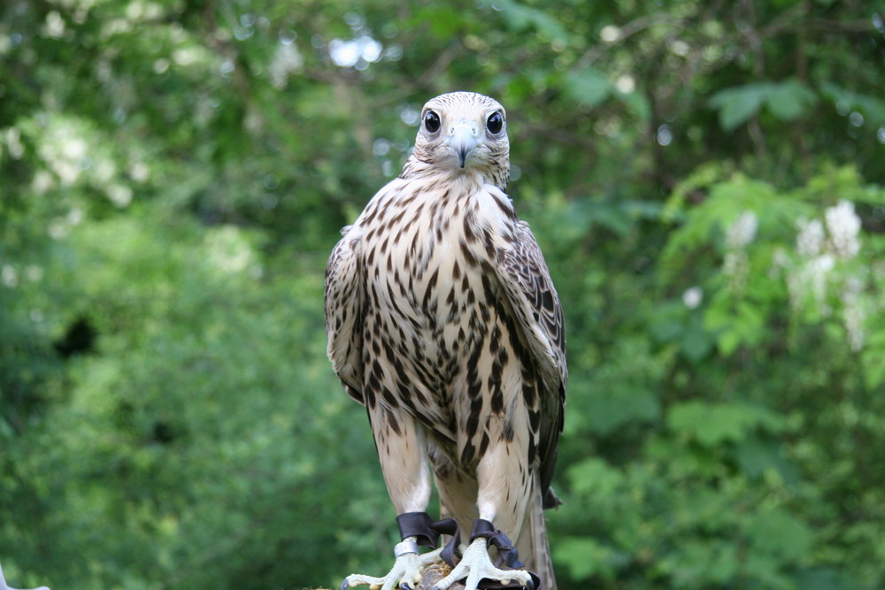 Gerfalke in Magdeburg :)