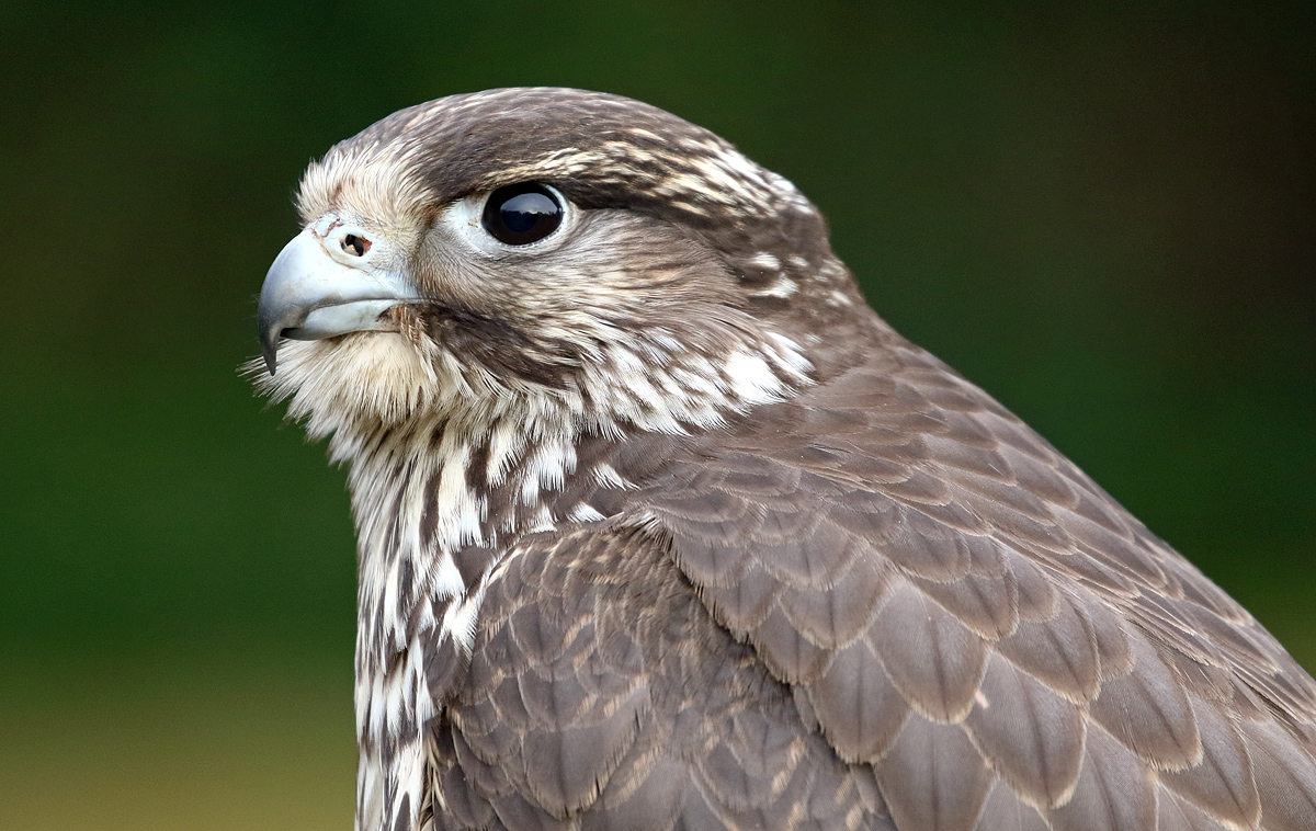 Gerfalke (Jungvogel)