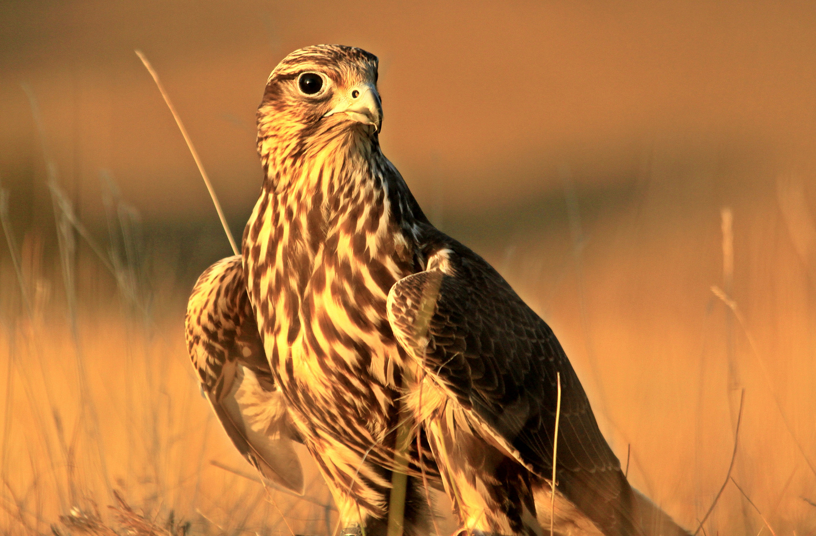 Gerfalke nach erfolgreicher Jagd