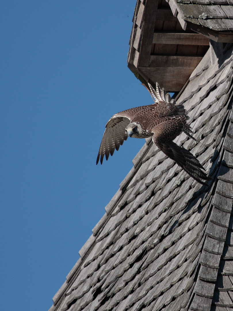 Gerfalke nach Zwischenladung