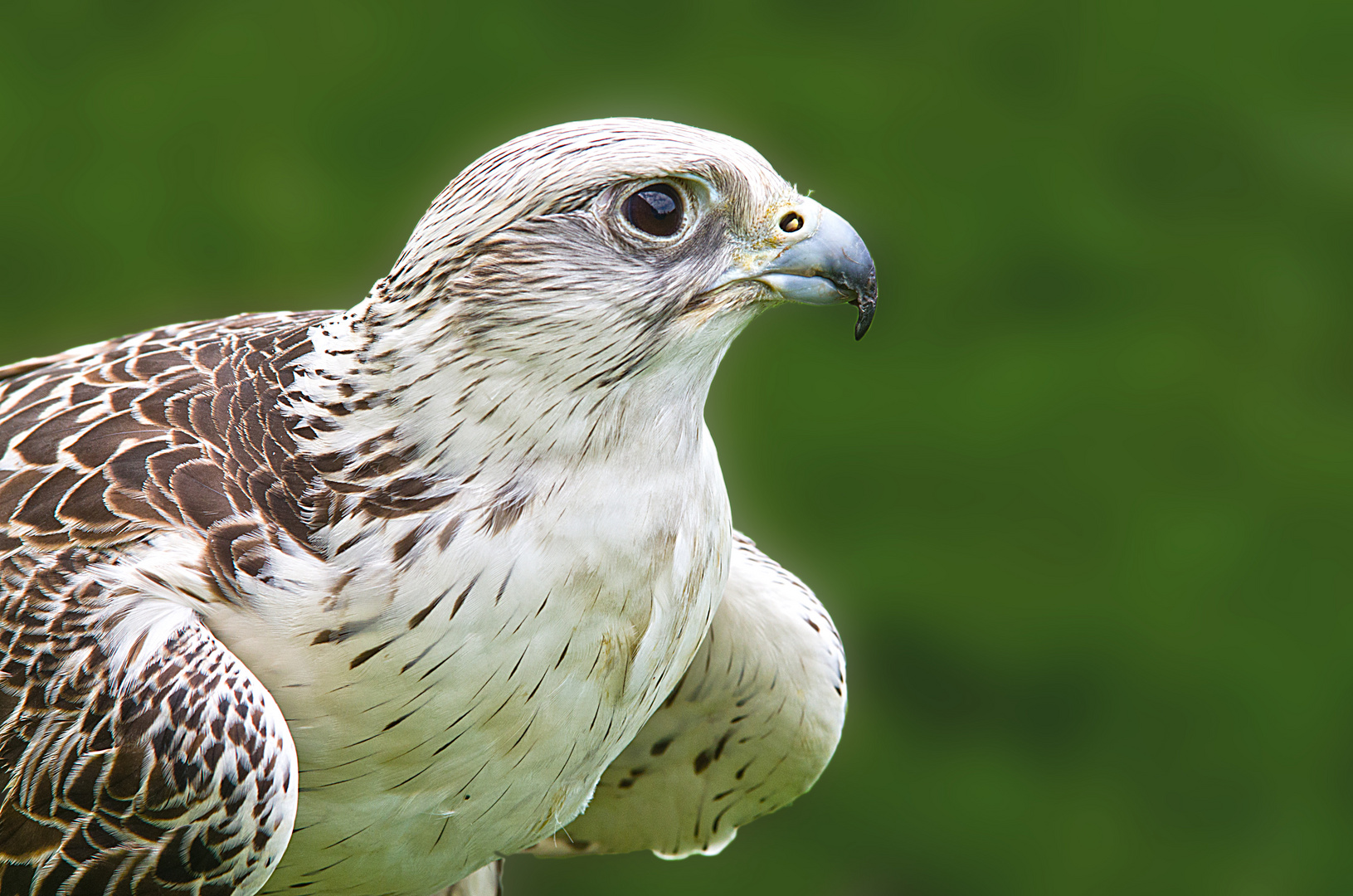 Gerfalke  weisser Gerfalke Falco rusticolus  Faucon gerfant