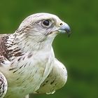 Gerfalke  weisser Gerfalke Falco rusticolus  Faucon gerfant