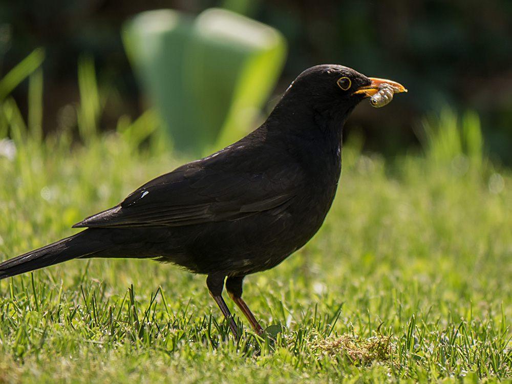 Gerhard Rausch: Amsel