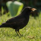 Gerhard Rausch: Amsel