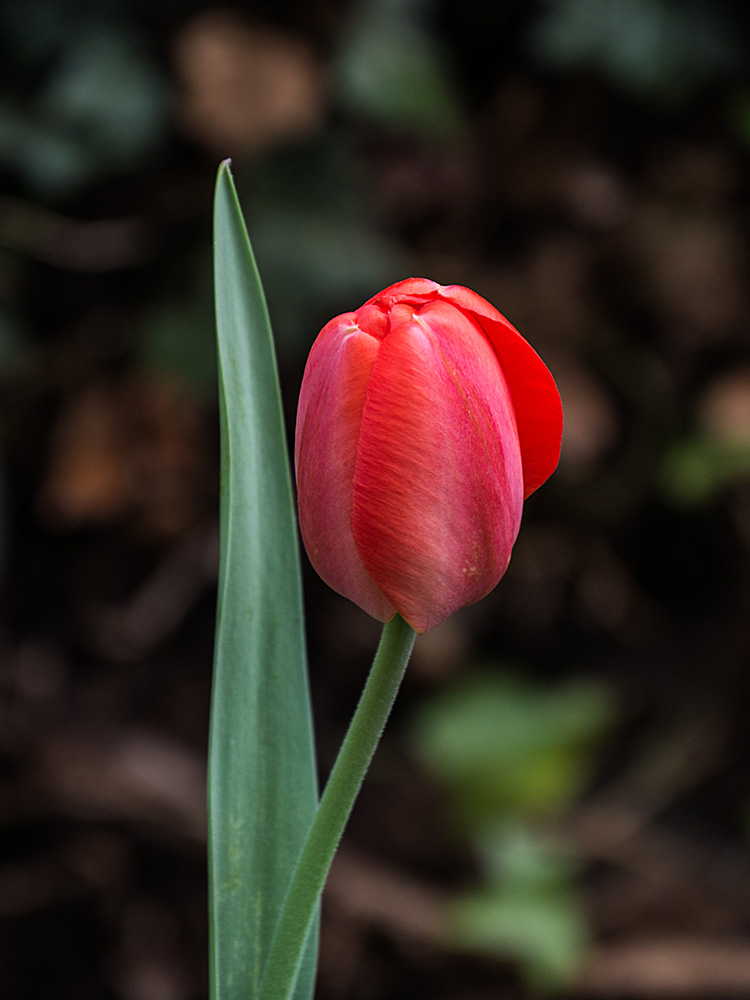 Gerhard Rausch. Tulpe