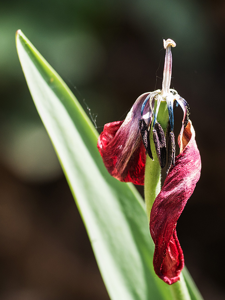 Gerhard Rausch: Tulpe, verblüht