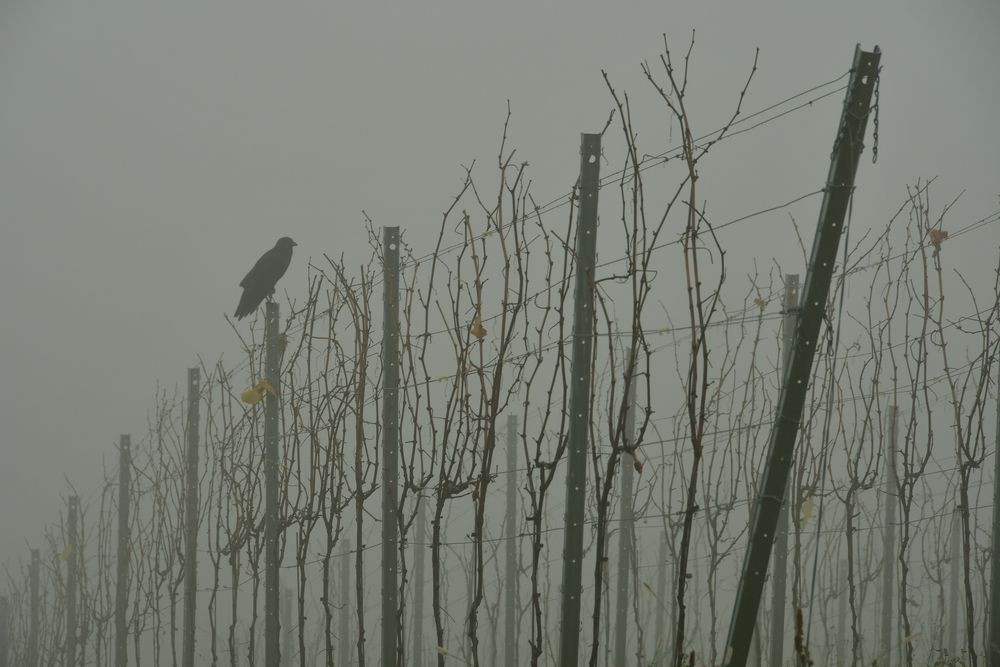 Gerhard Vogel im Nebel