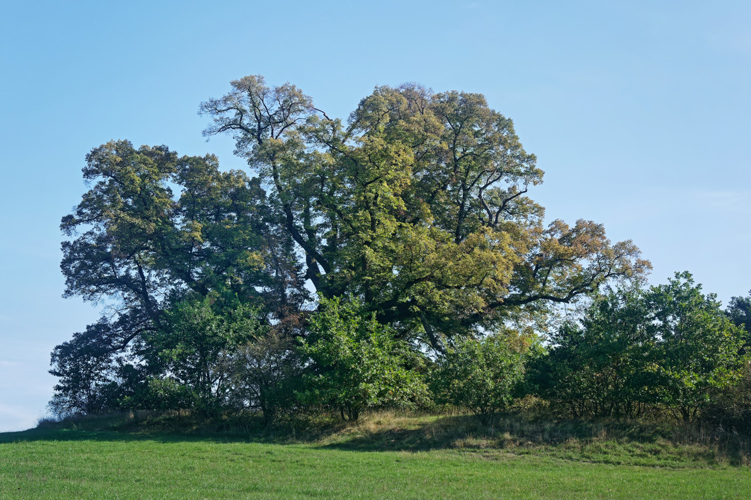 Gerichtslinde in Amönau