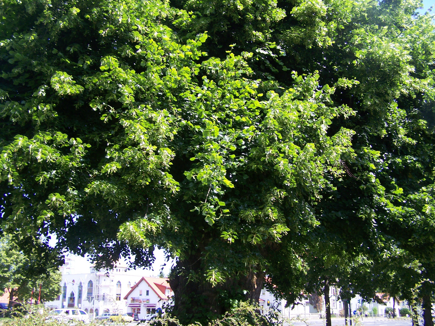 Gerichtslinde Sommer 2015