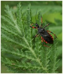  Geringelte Mordwanze (Rhinocoris annulatus) #12