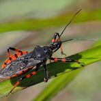 Geringelte Mordwanze (Rhinocoris annulatus) 