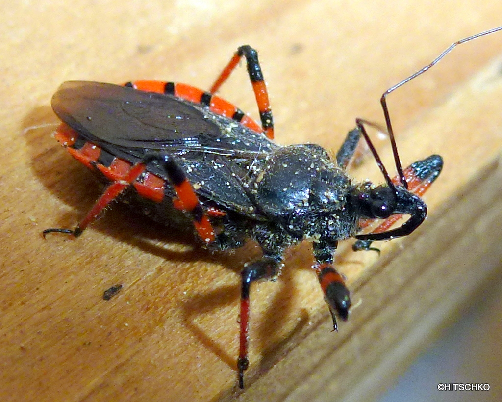 Geringelte Mordwanze (Rhinocoris annulatus) sieht wirklich so aus wie sie heisst