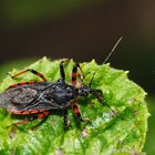 Geringelte Mordwanze (Rhynocoris annulatus)