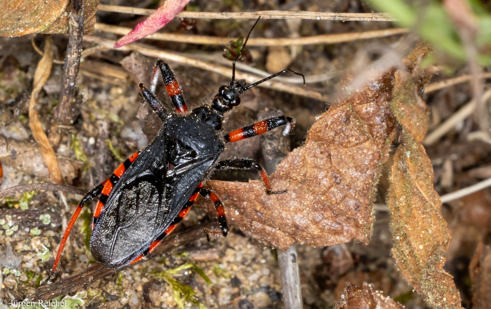 Geringelte Mordwanze (Rhynocoris annulatus) 