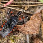 Geringelte Mordwanze (Rhynocoris annulatus) 