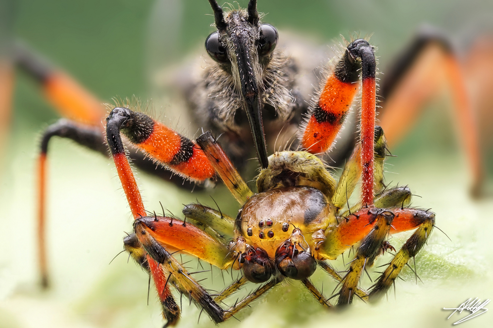 Geringelte Mordwanze (Rhynocoris annulatus) mit erbeuteter Kürbisspinne (Araniella cucurbitina)