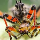 Geringelte Mordwanze (Rhynocoris annulatus) mit erbeuteter Kürbisspinne (Araniella cucurbitina)