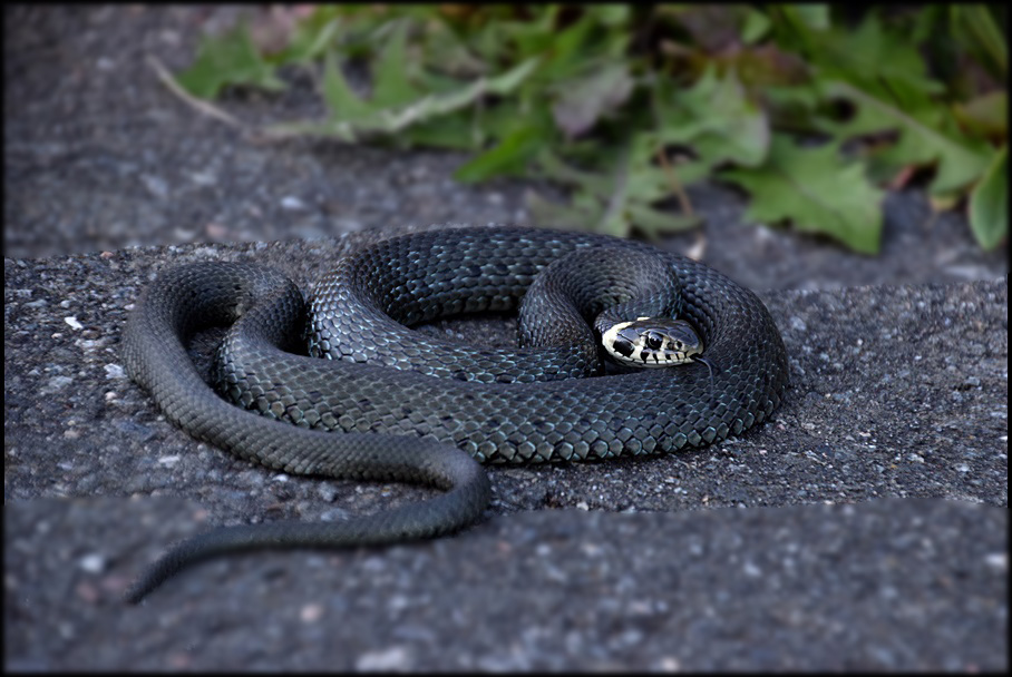 Geringelte Natter !!! Foto & Bild tiere, wildlife, amphibien
