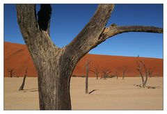 Gerippe im Deadvlei