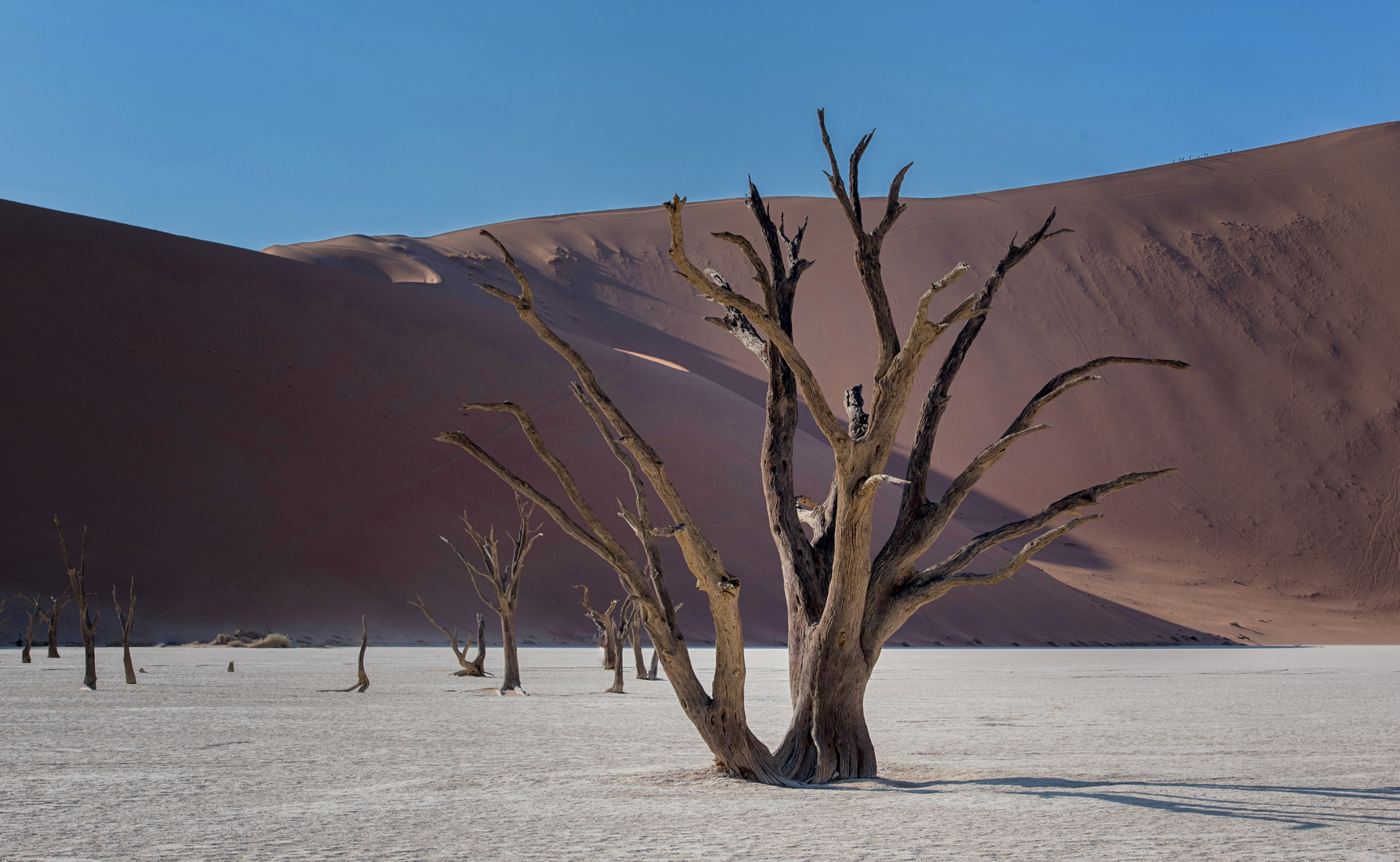 Gerippe im Deadvlei