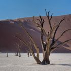 Gerippe im Deadvlei