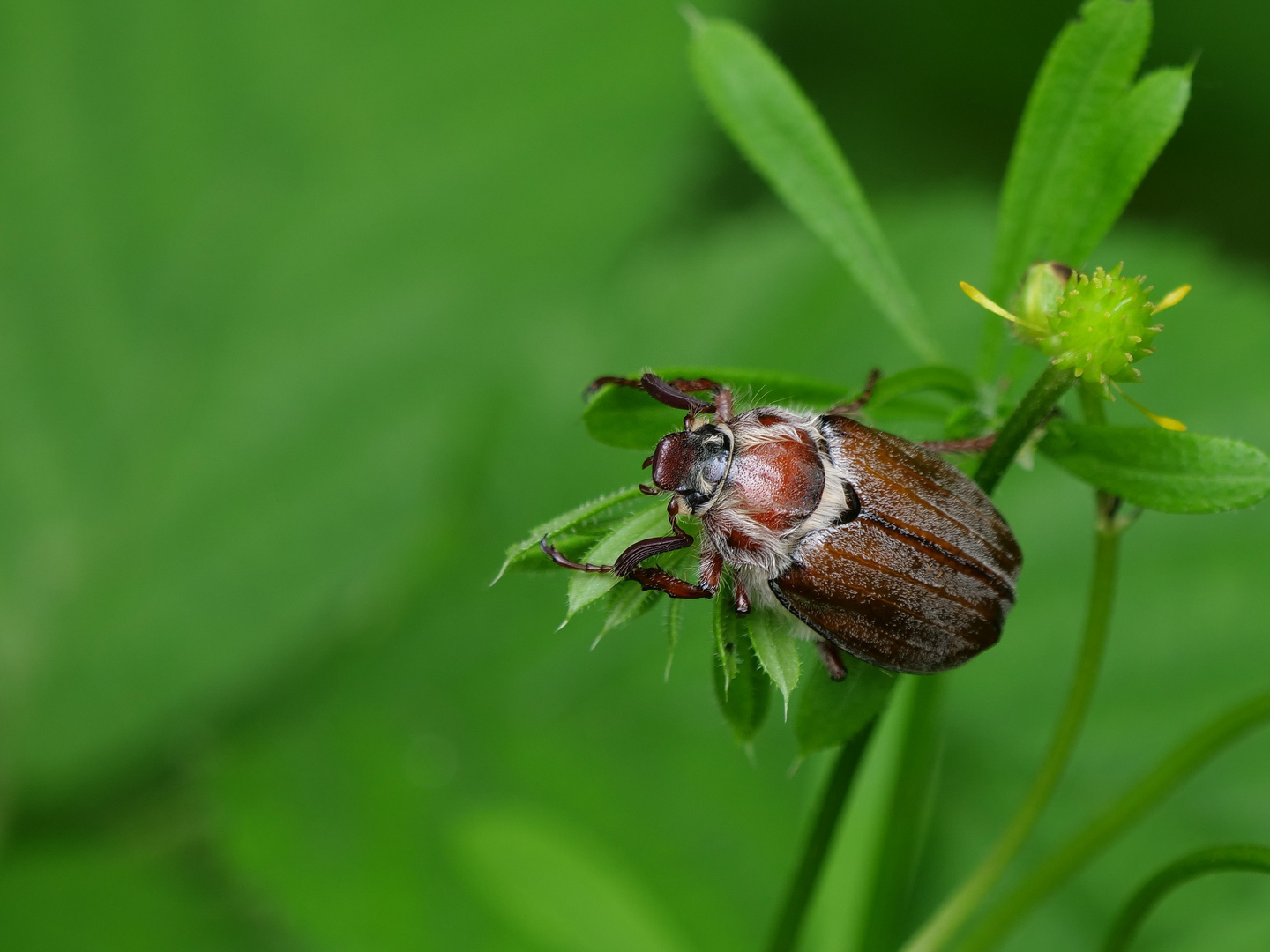 Gerippte Brachkäfer (Amphimallon solstitiale)