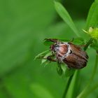 Gerippte Brachkäfer (Amphimallon solstitiale)