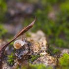 Gerippte Grasschnecke (Vallonia costata)