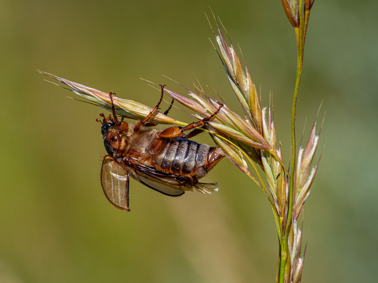 Gerippter Brachkäfer