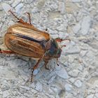 Gerippter Brachkäfer (Amphimallon solstitiale)