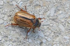 Gerippter Brachkäfer (Amphimallon solstitiale)