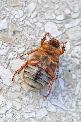 Gerippter Brachkäfer (Amphimallon solstitiale) Unterseite